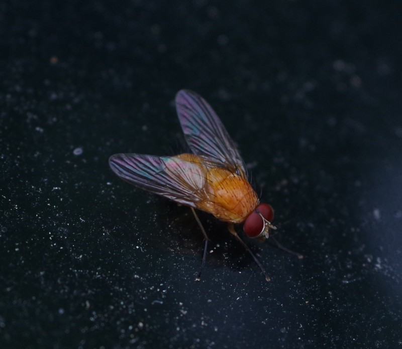 5b3f202818-mosca05xull1.jpg