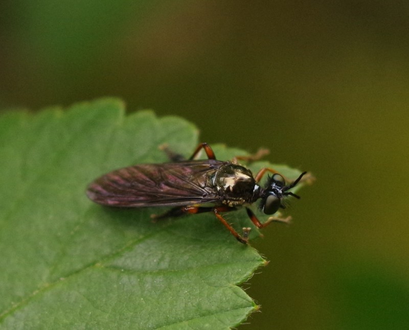 5b3fd0a07d-mosca06xullo.jpg
