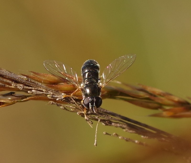 5b4280517a-mosca07xull2.jpg