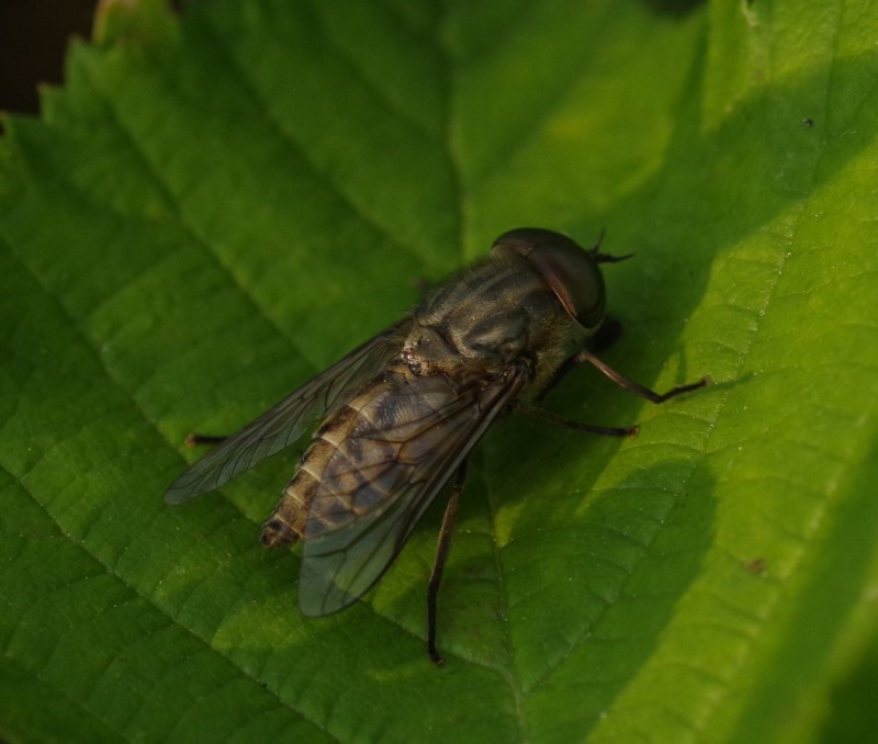 5b45c6b06e-mosca10xull.jpg