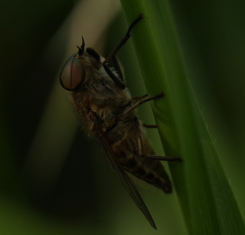 5b45c6b11c-mosca10xull1.jpg