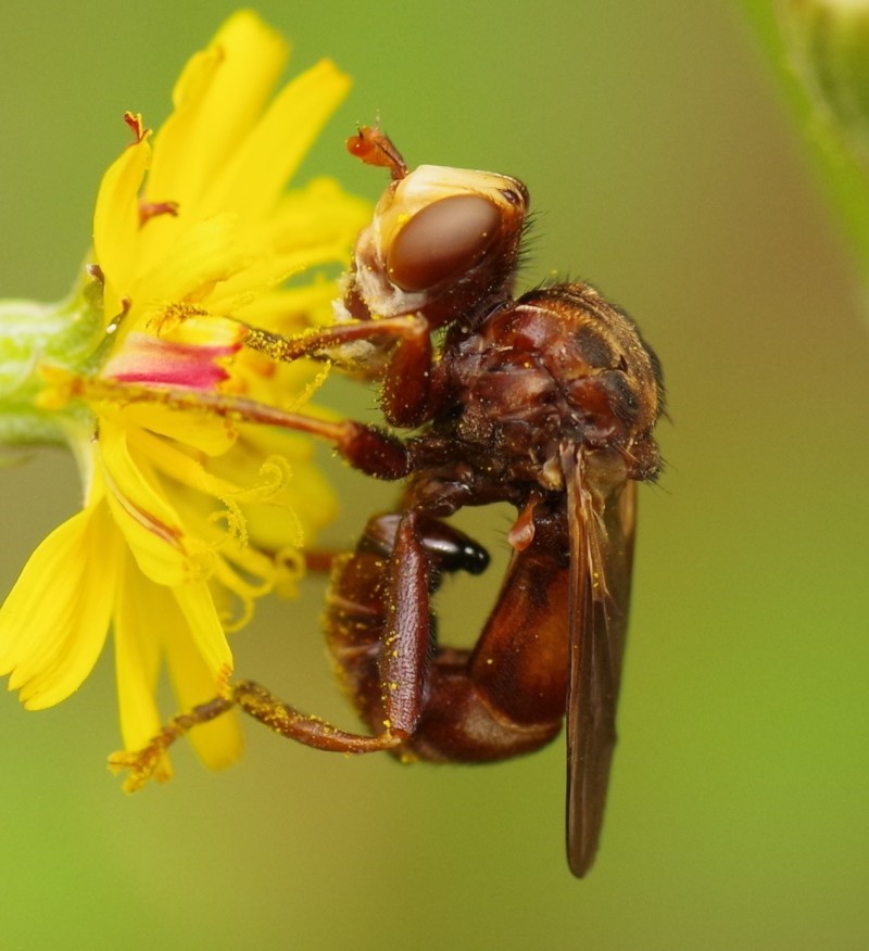 5b47053a90-mosca11xull1.jpg