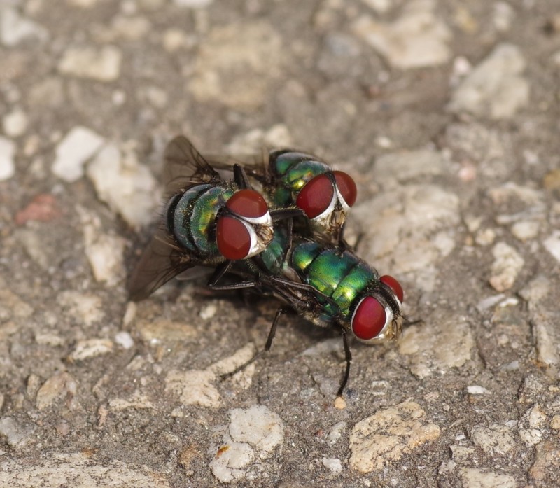 5b4847a69f-mosca12xull.jpg