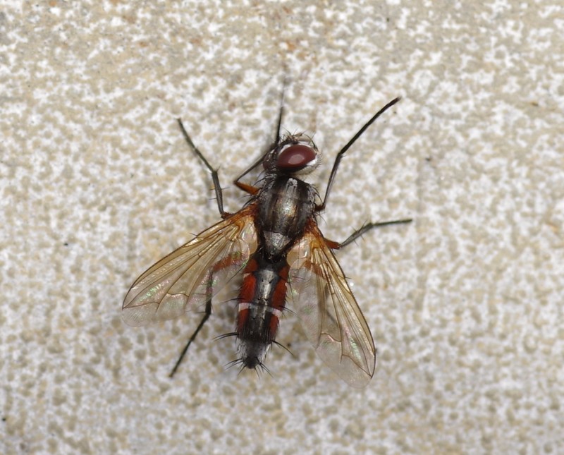 5b4849b706-mosca12xull1.jpg