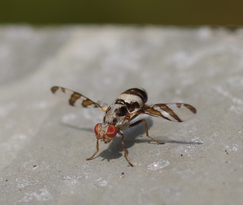 5b484c4acf-mosca12xull2.jpg