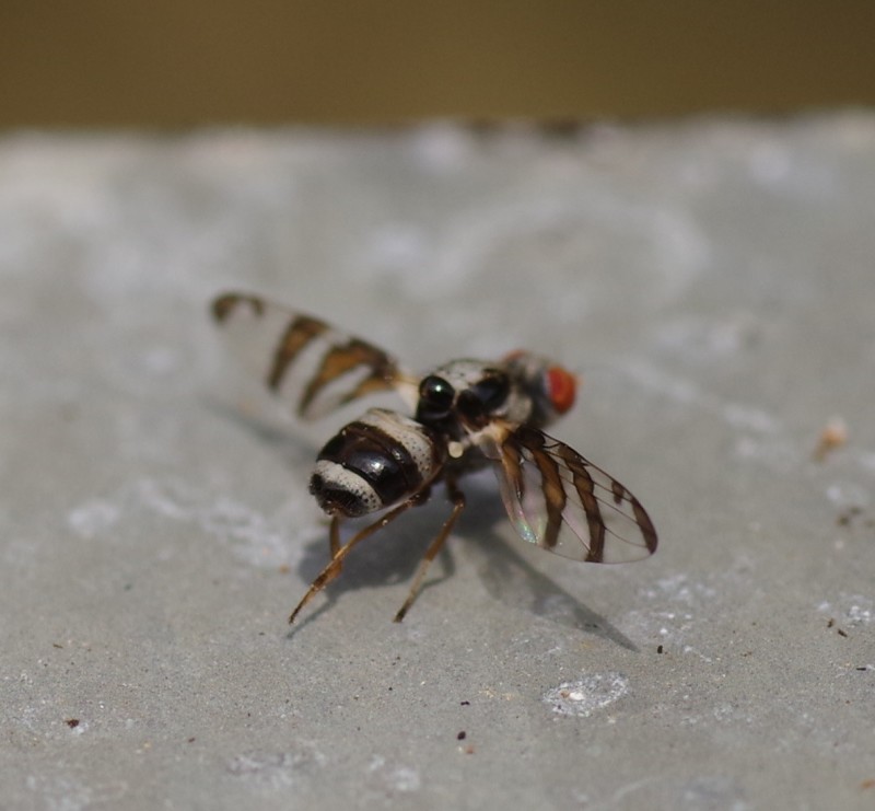 5b484c4b1c-mosca12xull3.jpg