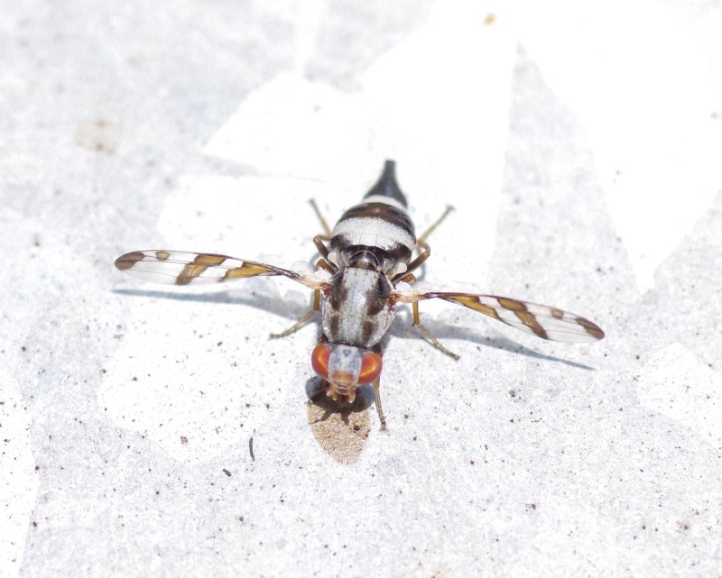 5b484e174a-mosca12xull4.jpg