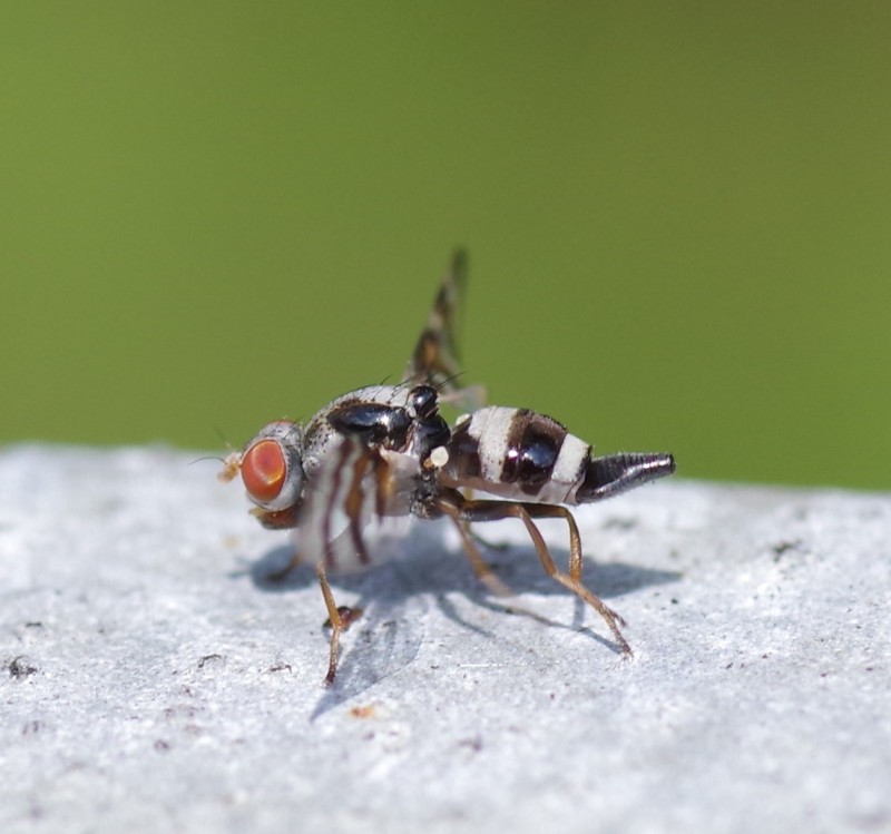 5b484e17d0-mosca12xull5.jpg