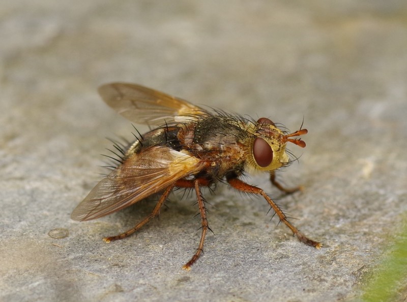 5b48526280-mosca11xull2.jpg