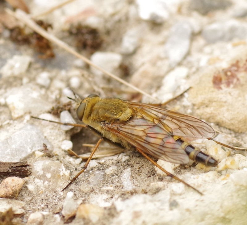 5b48555382-mosca11xull3.jpg