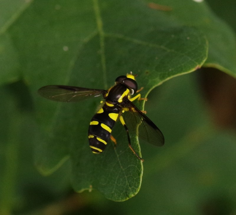 5b4857caca-mosca11xull4.jpg