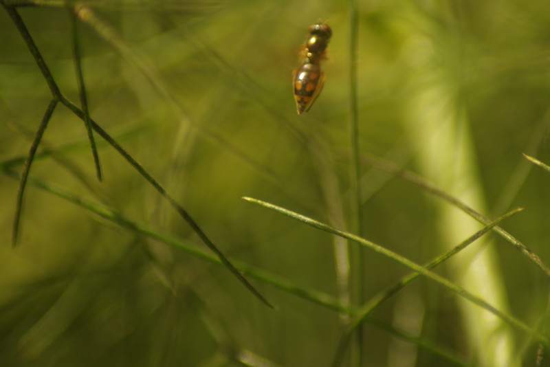 5b488a75bf-imgp5741.jpg