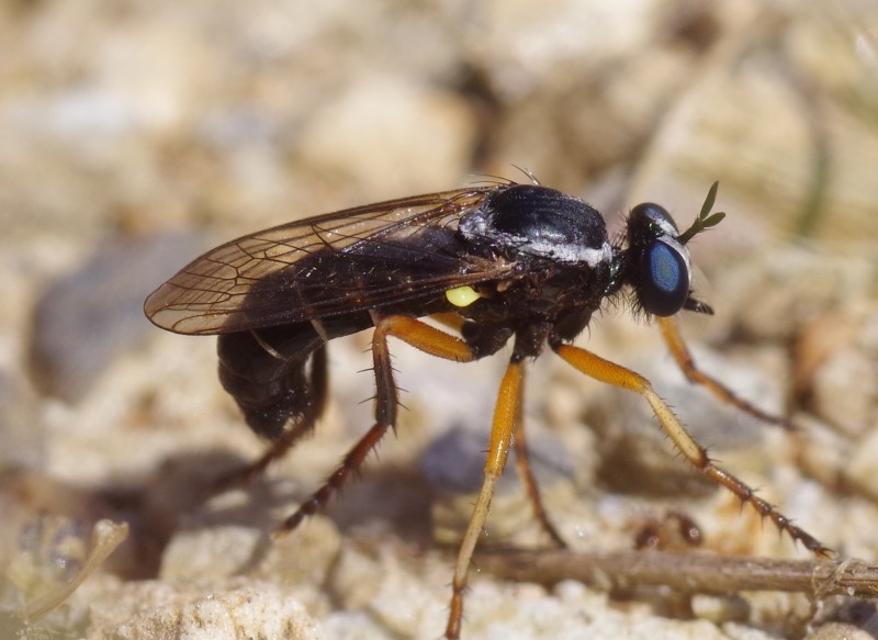 5b4895dbad-mosca13xull.jpg