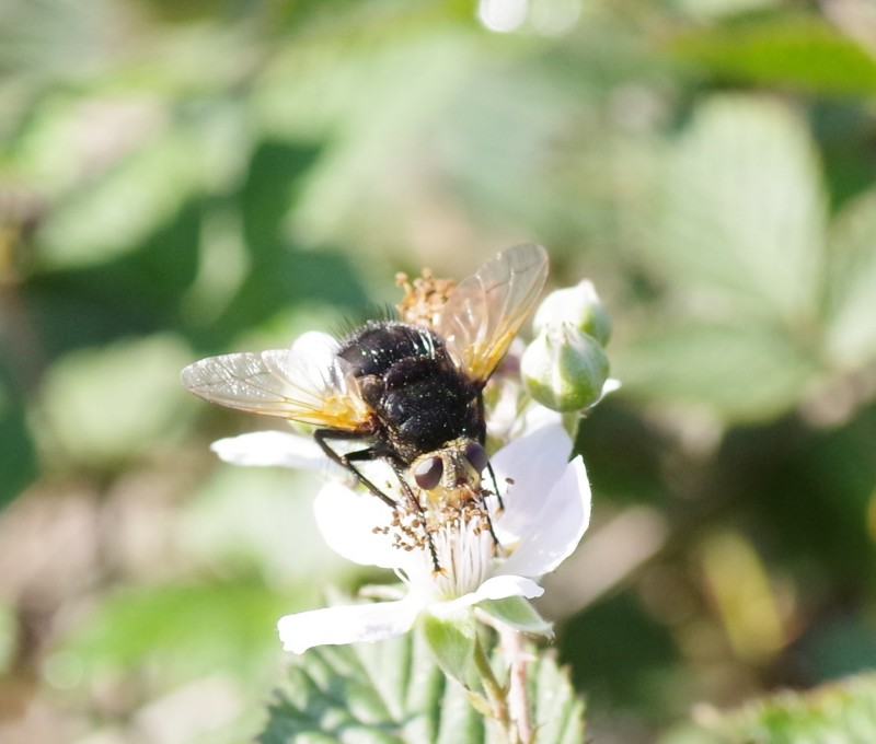 5b49fbd216-mosca14xulo.jpg