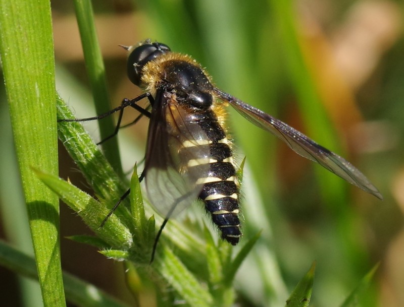 5b49fd2915-mosca14xull1.jpg