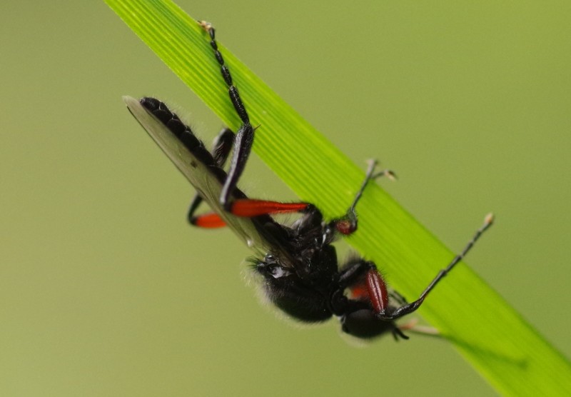 5b4e58194f-mosca17xull1.jpg