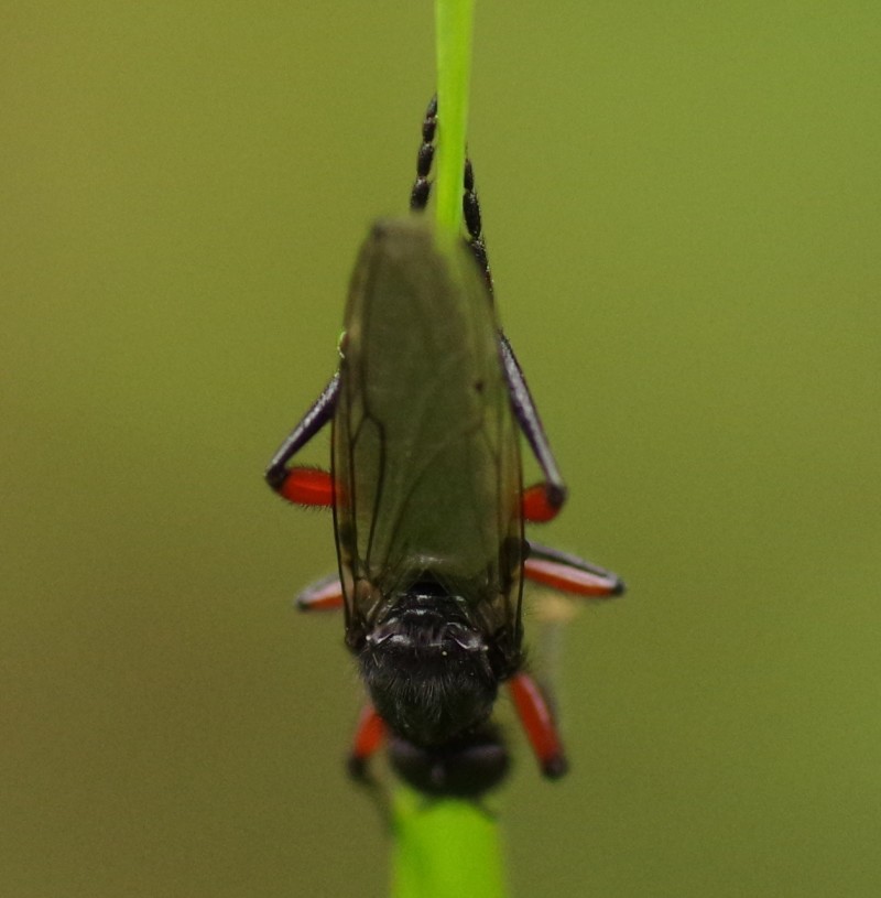 5b4e5819d7-mosca17xull.jpg