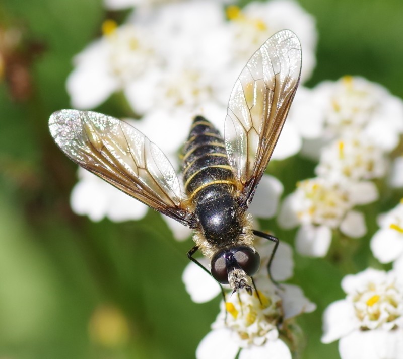 5b4e60a0ca-mosca17xull2.jpg