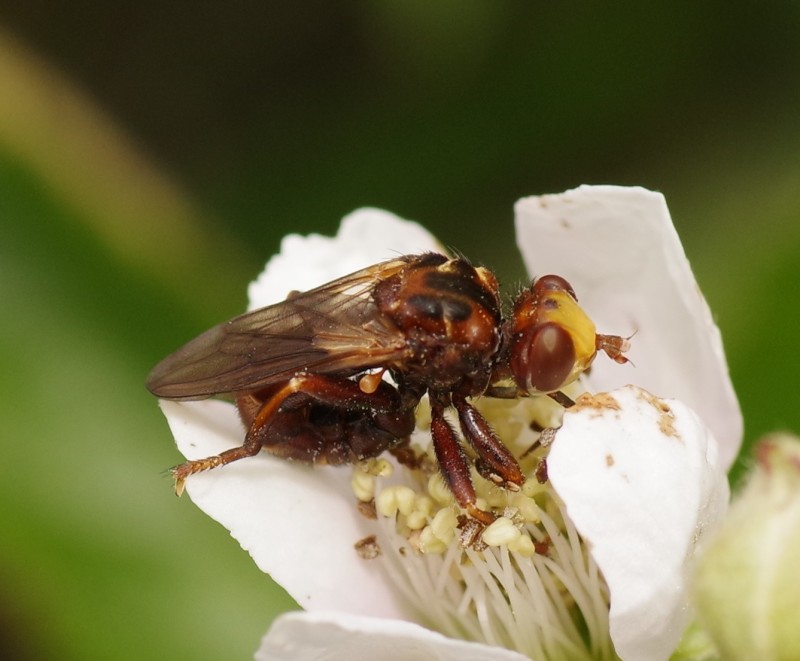 5b55762dcd-mosca21xull.jpg
