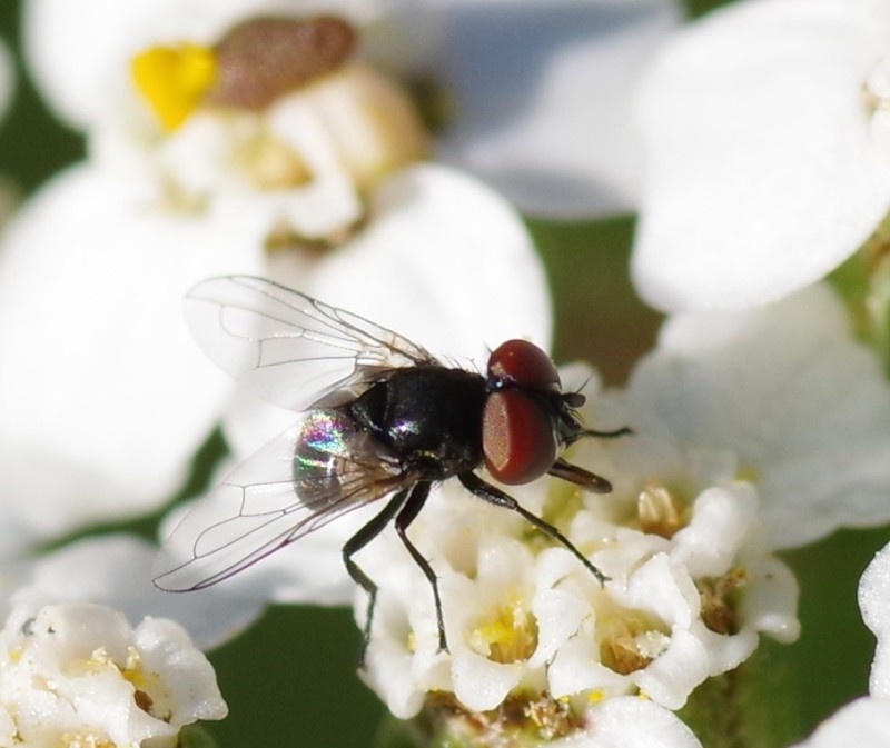 5b55ab0f39-mosca22xull.jpg