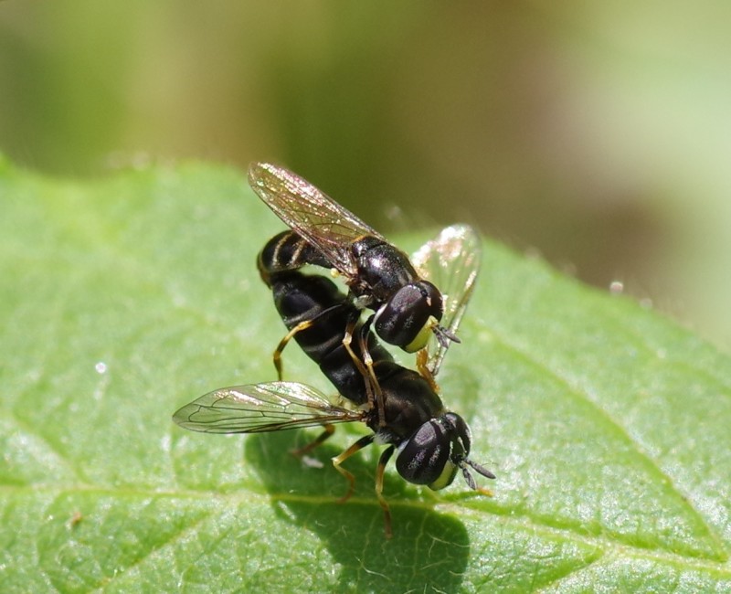 5b5ac1e92e-mosca26xull.jpg
