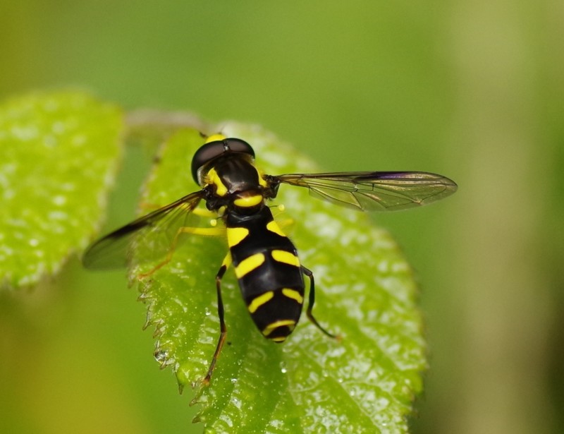 5b5ac63892-mosca26xull1.jpg
