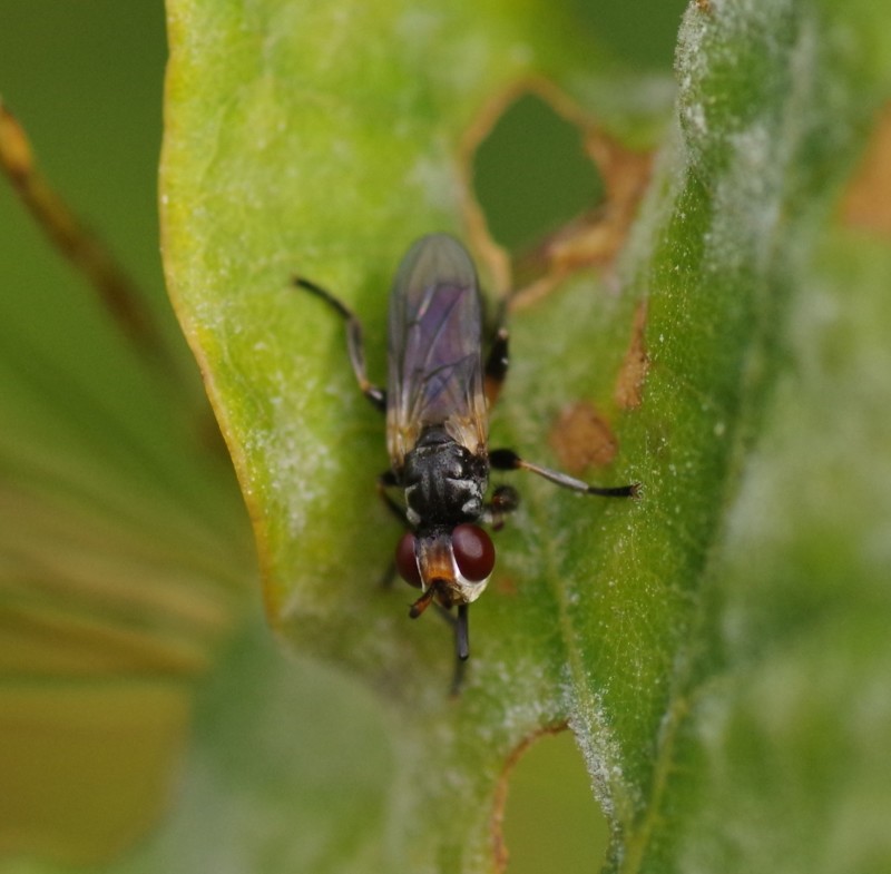 5b5cb4bde4-mosca27xull3.jpg