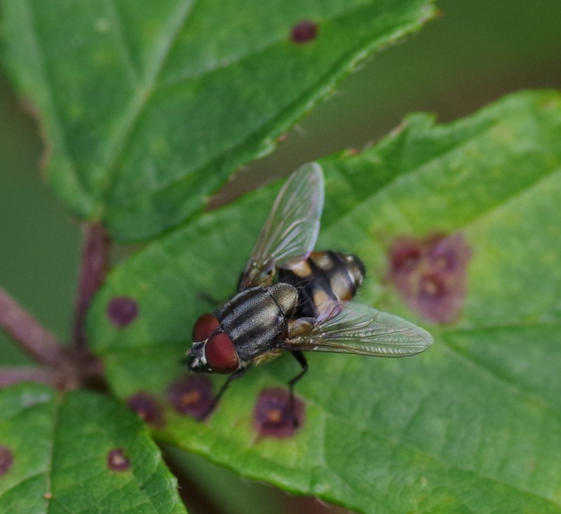 5b5eab6490-mosca29xull.jpg
