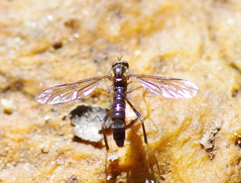 5b66025705-mosca02ago.jpg