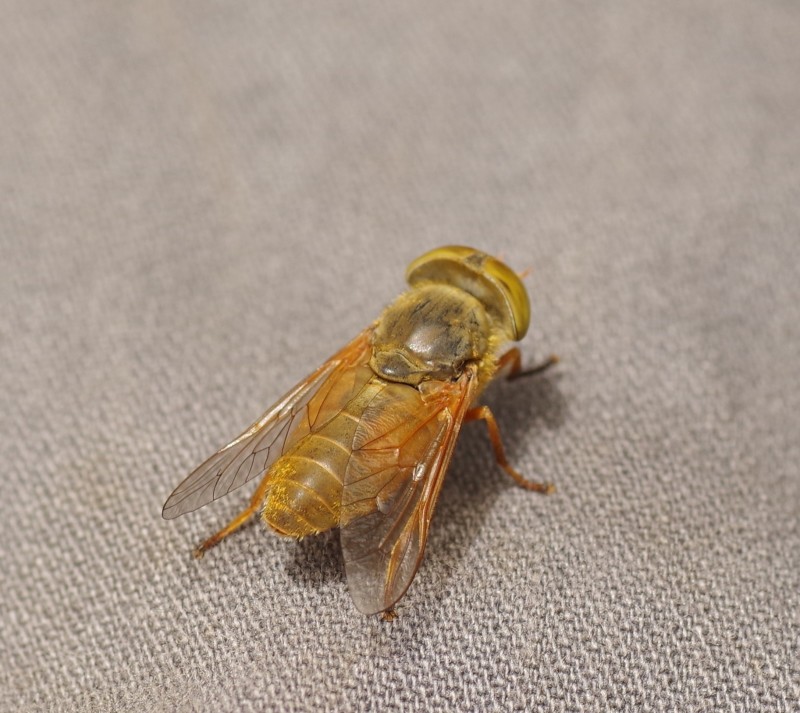 5b6603e2e7-mosca03ago.jpg