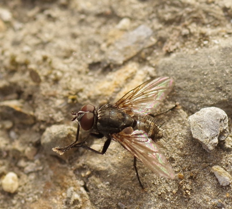 5b66082d40-mosca03ago2.jpg