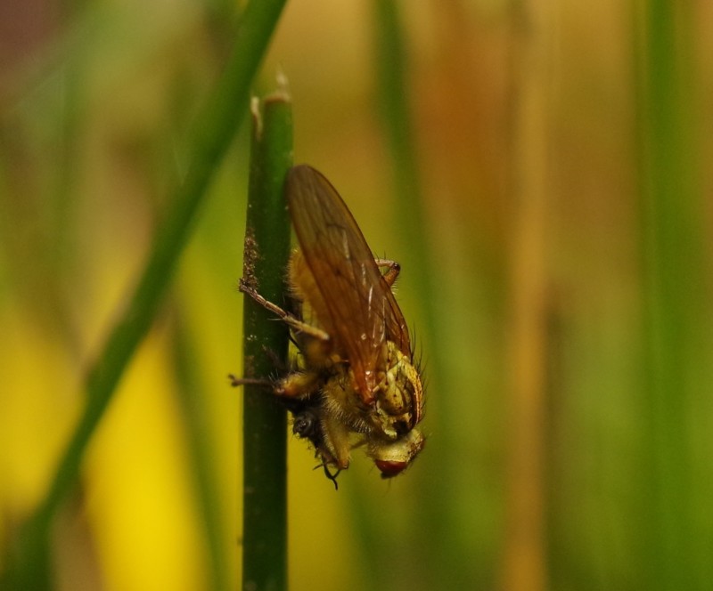 5b6609645d-mosca03ago3.jpg