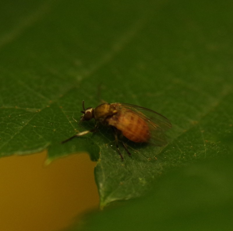 5b660ad3ed-mosca03ago4.jpg