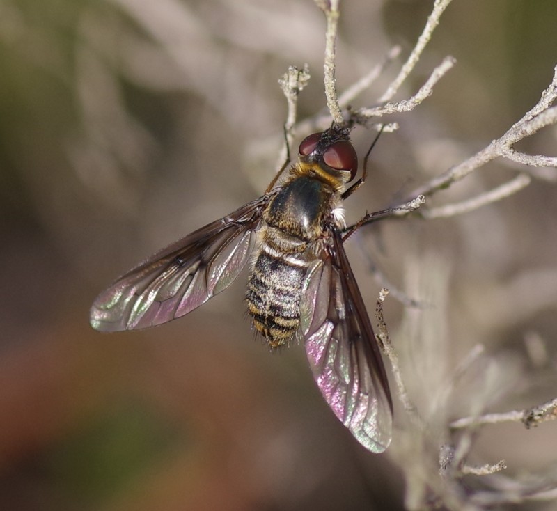 5b687feab5-mosca06ago.jpg