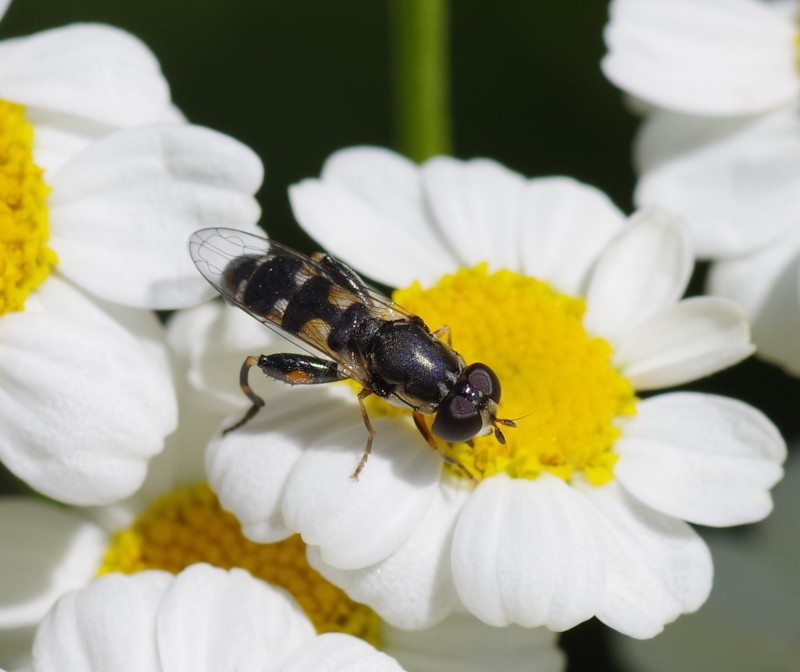 5b6f32bba2-mosca11ago.jpg