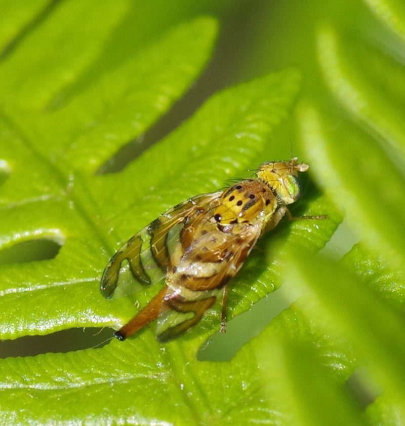 5b6f3a76d9-mosca10ago.jpg