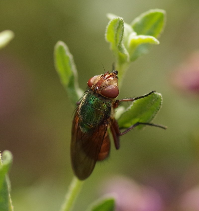 5b71e1f4dc-mosca13ago.jpg