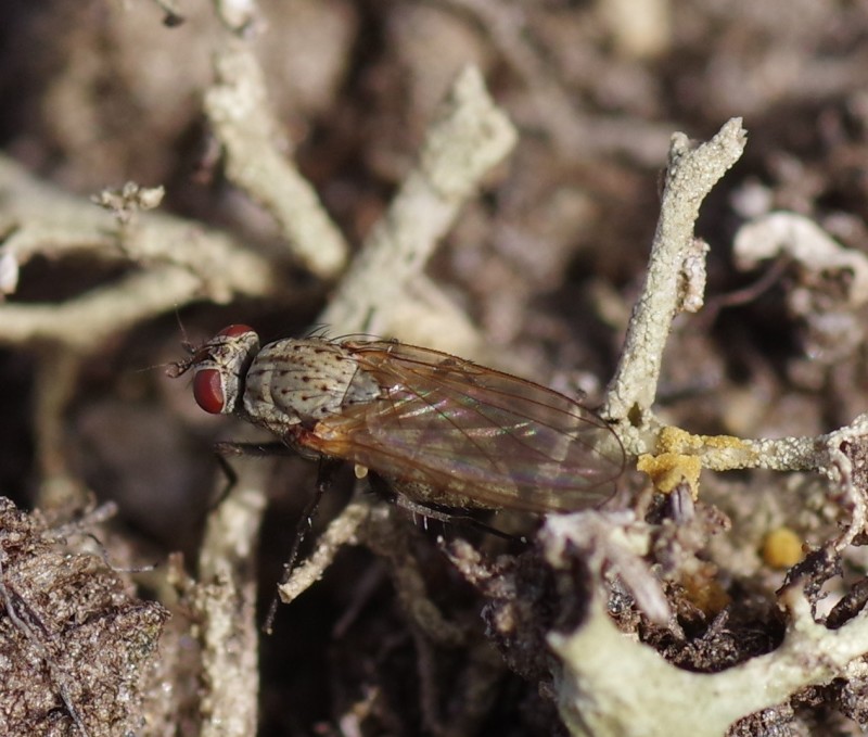 5b71e906be-mosca05ago.jpg