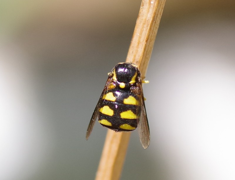 5b81636d5b-mosca25ago.jpg