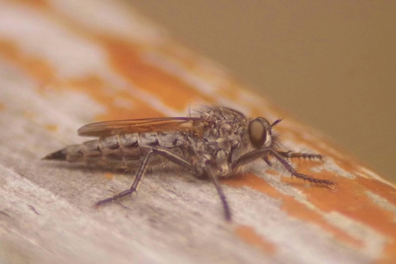 5b8fb877c8-diptero-lugo.jpg