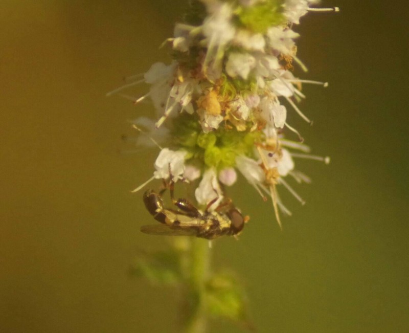 5b8fb9cdb4-syritta-pipiens.jpg