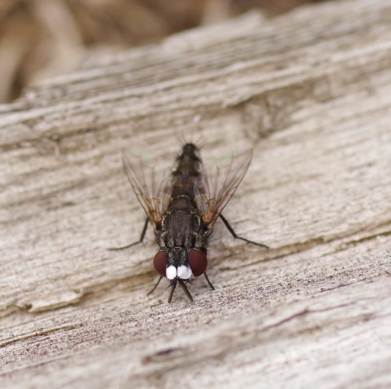 5b9199a9e6-mosca06set.jpg