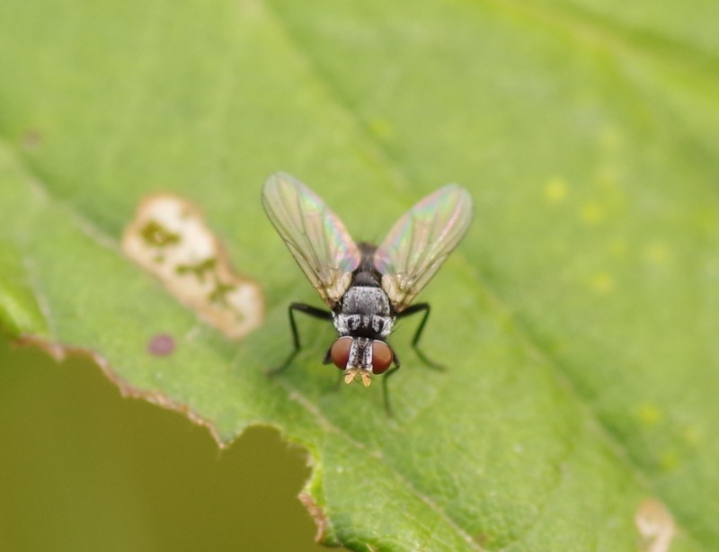 5b96110a8b-mosca08set.jpg