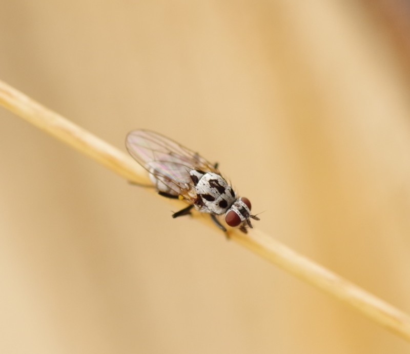 5b9611df10-mosca08set1.jpg
