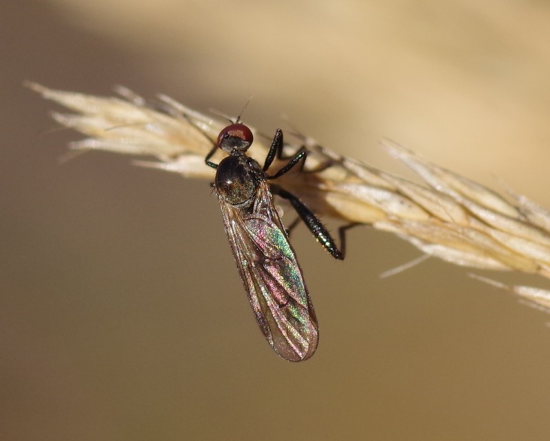 5b9615c28c-mosca01set.jpg