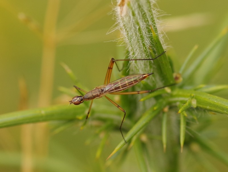 5b9900beaa-insect05set.jpg