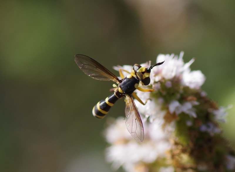 5b9d253518-mosca15set.jpg