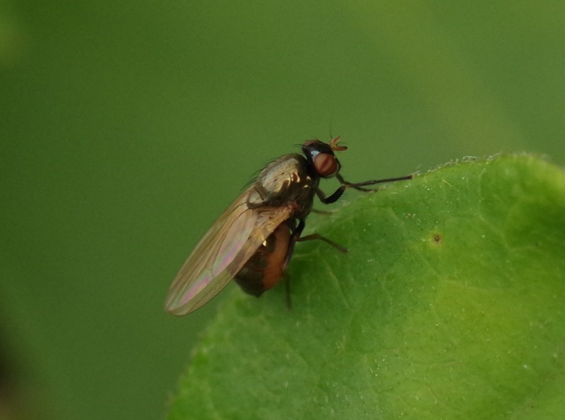 5b9f61e07b-mosca16set6.jpg