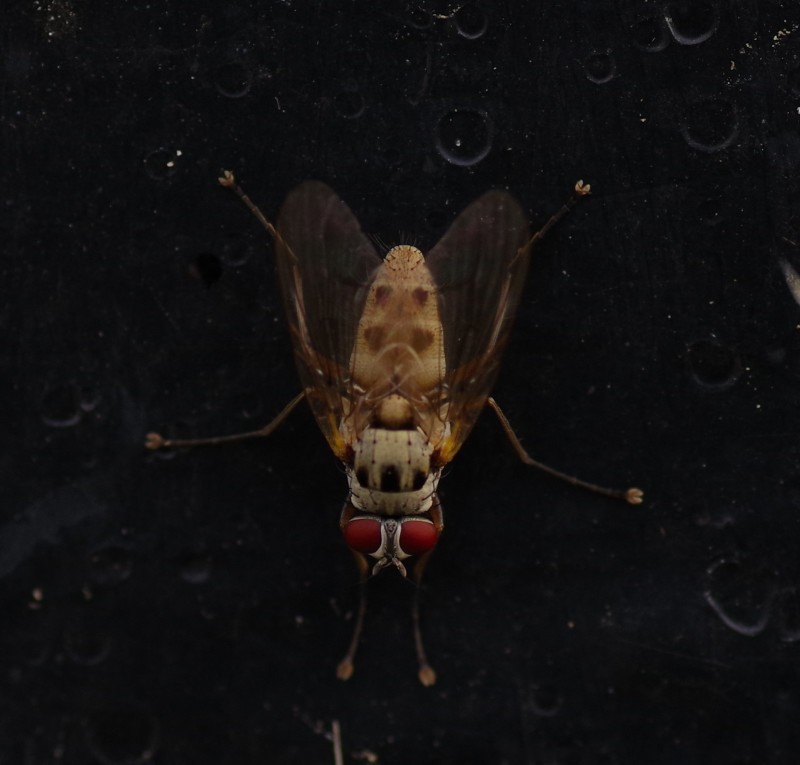 5b9f7bc4d6-mosca16set5.jpg