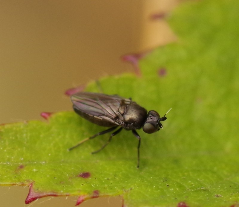 5b9f7cd79f-mosca16set4.jpg